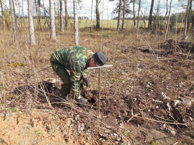 Всего в этот день ими было посажено около 5 тысяч саженцев елей.